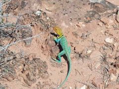 Colorful Lizard